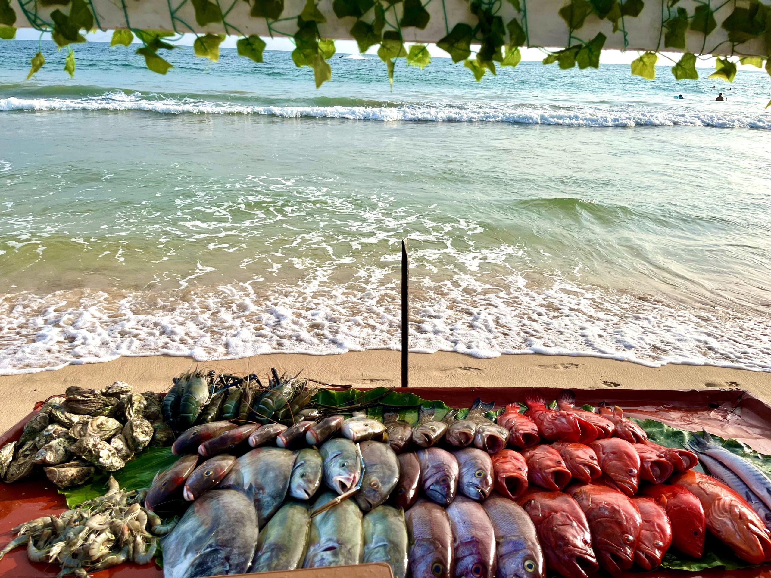 discover-the-best-of-mirissa-sri-lanka-ultimate-travel-guide