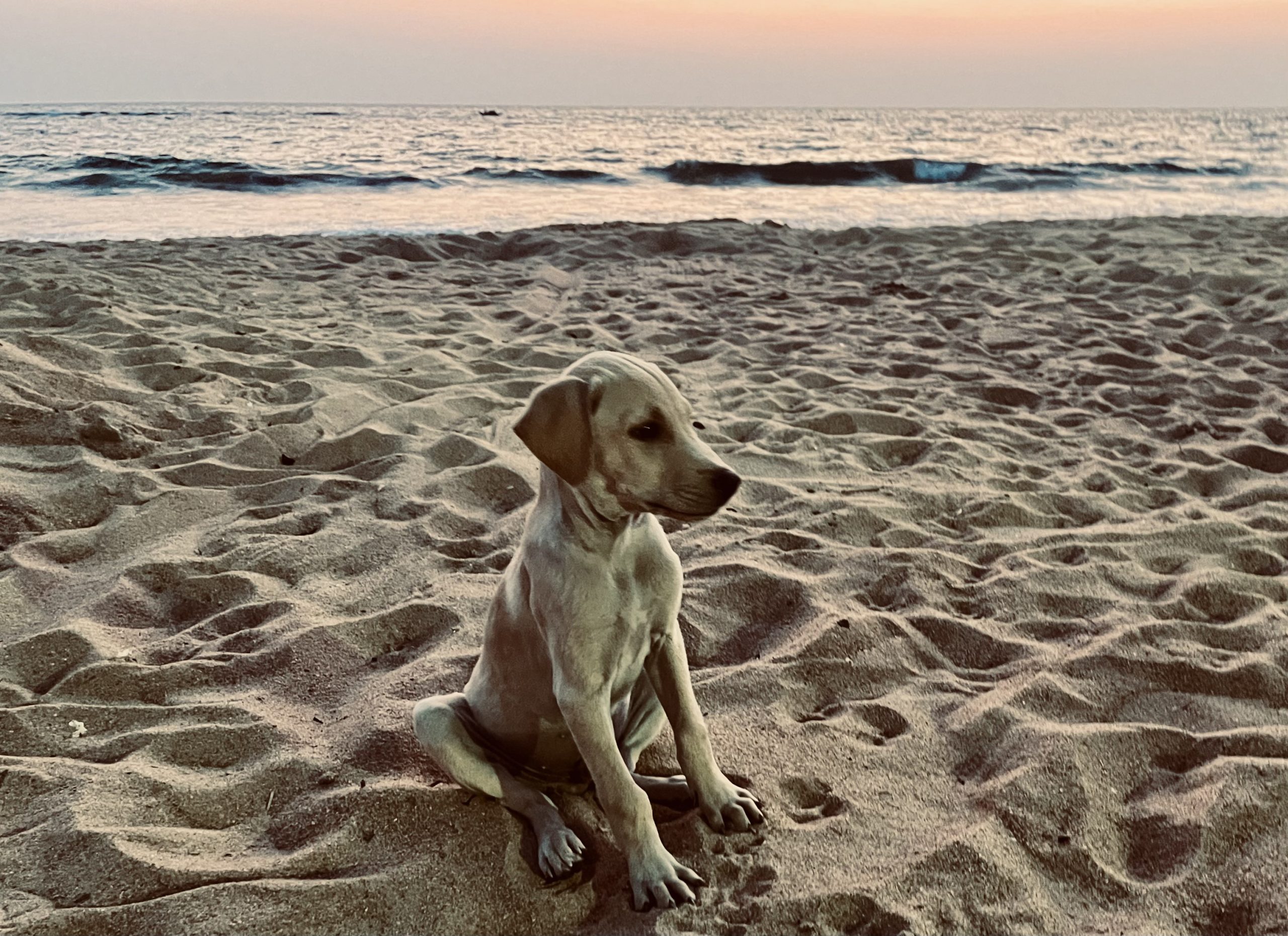 beaches-in-galle-sri-lanka-the-ultimate-guide-to-the-best-coastal-spots-in-2025