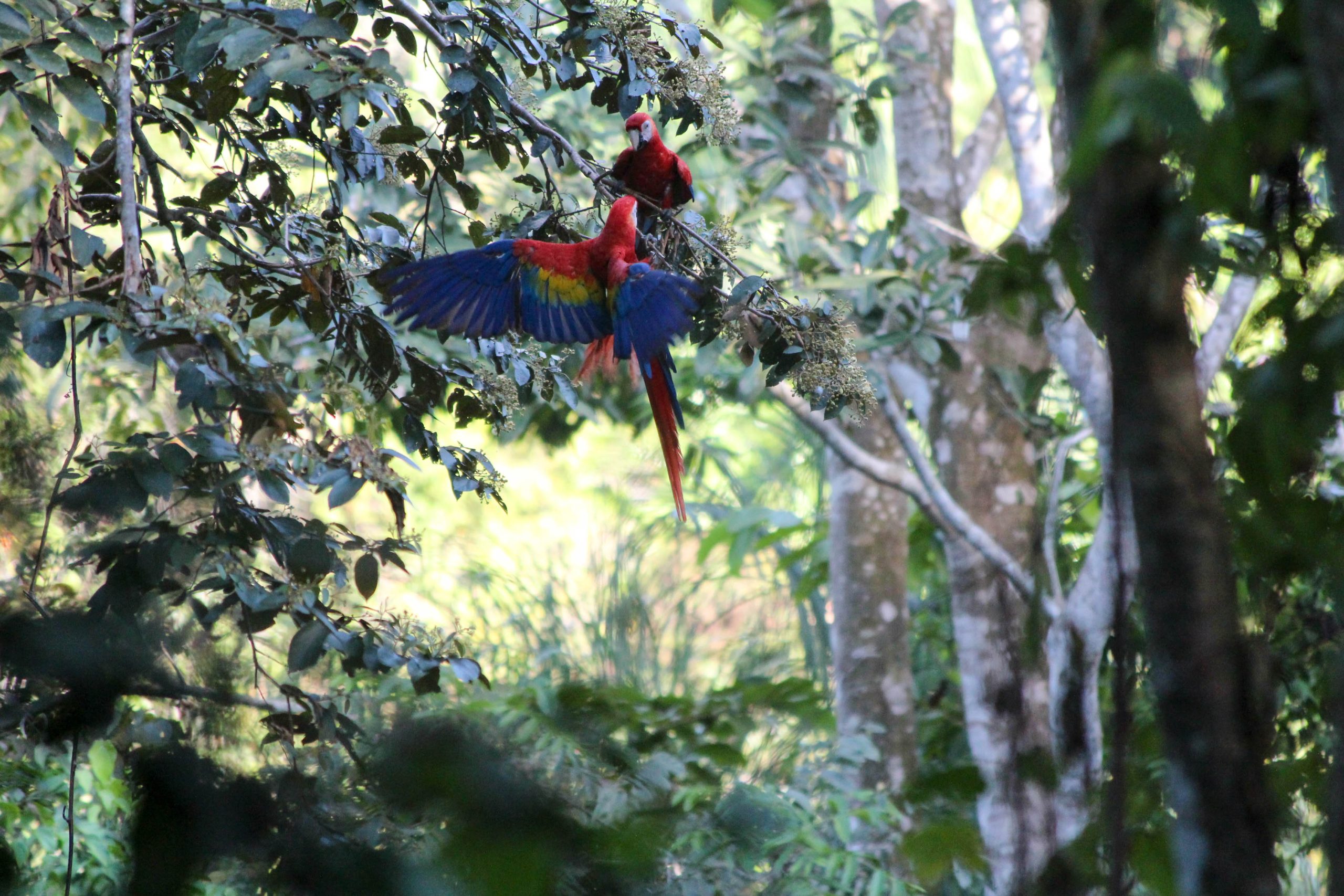 my-wildlife-adventure-in-manuel-antonio-how-to-see-sloths-monkeys-more