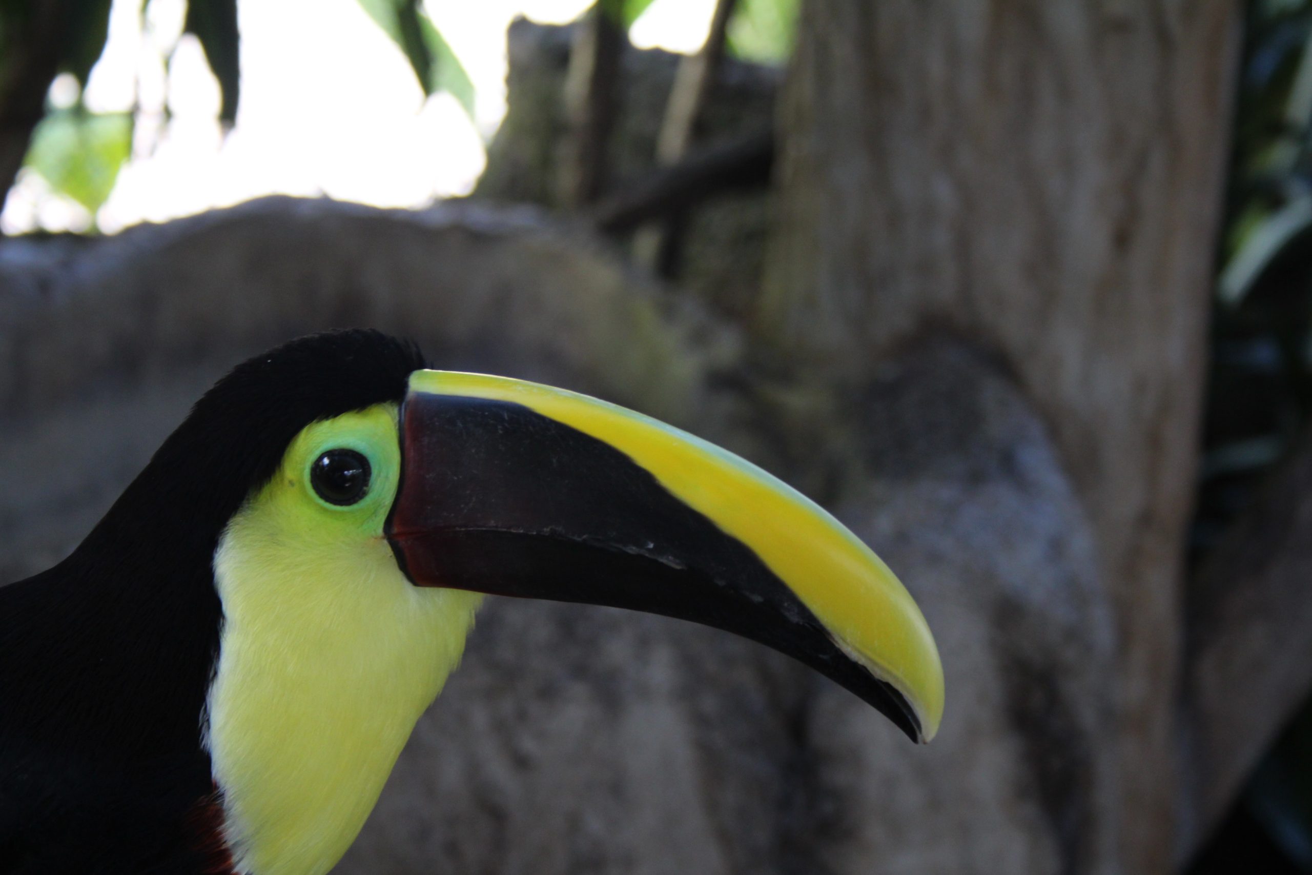  my-wildlife-adventure-in-manuel-antonio-how-to-see-sloths-monkeys-more