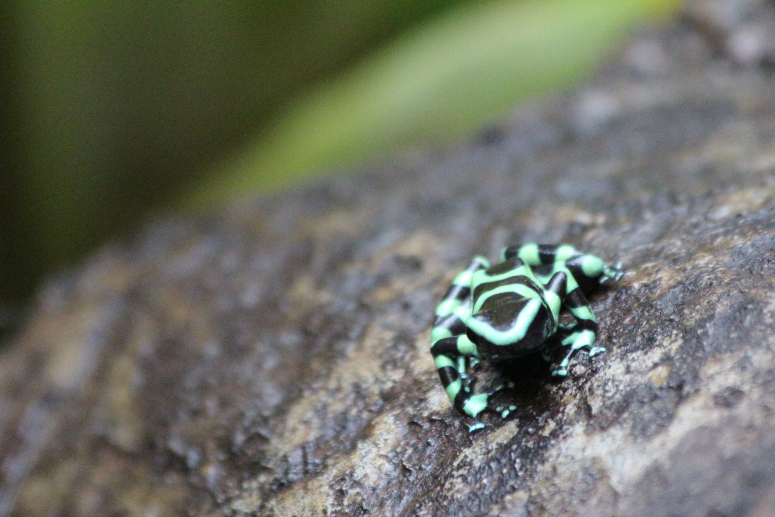 my-wildlife-adventure-in-manuel-antonio-how-to-see-sloths-monkeys-more