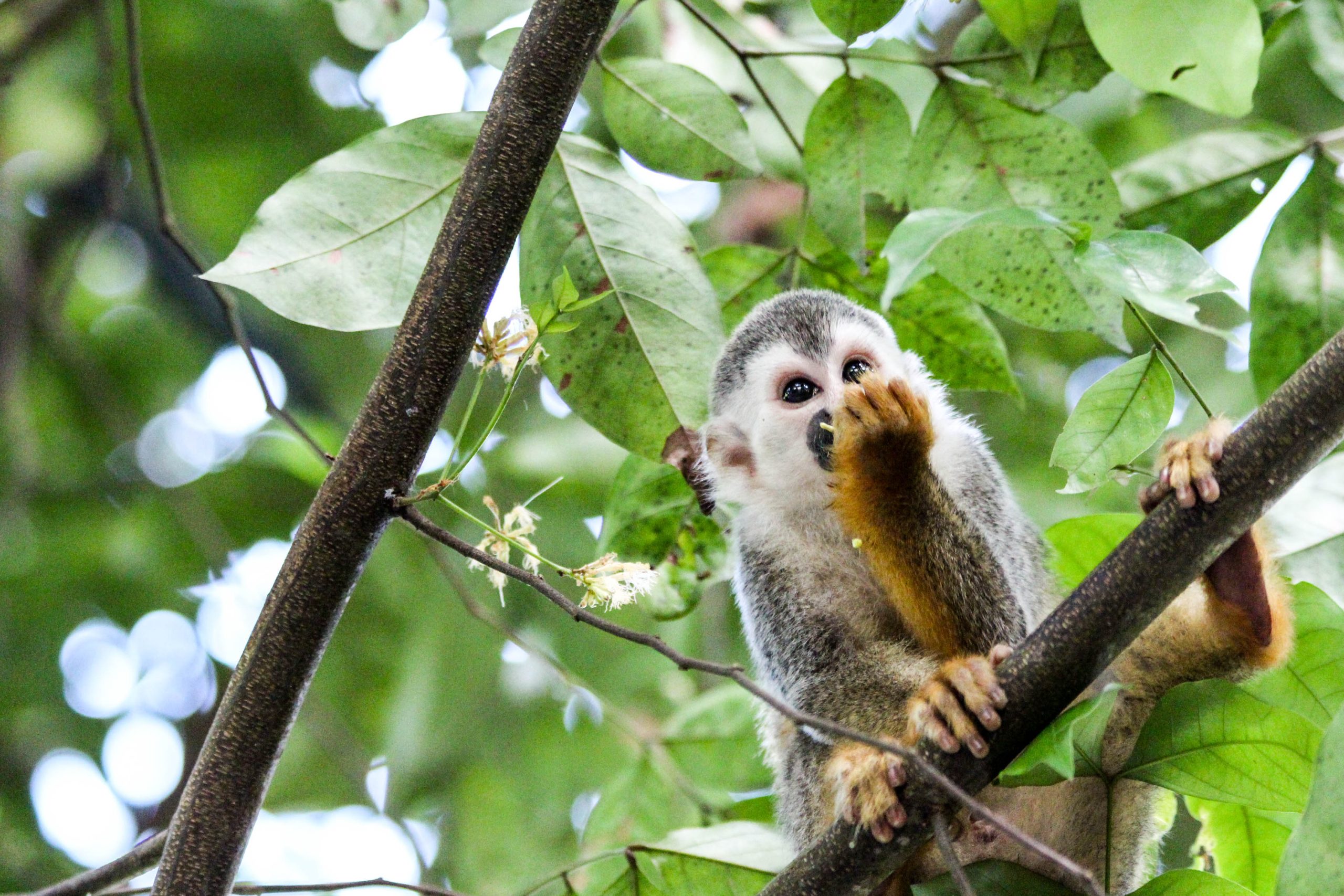 my-wildlife-adventure-in-manuel-antonio-how-to-see-sloths-monkeys-more