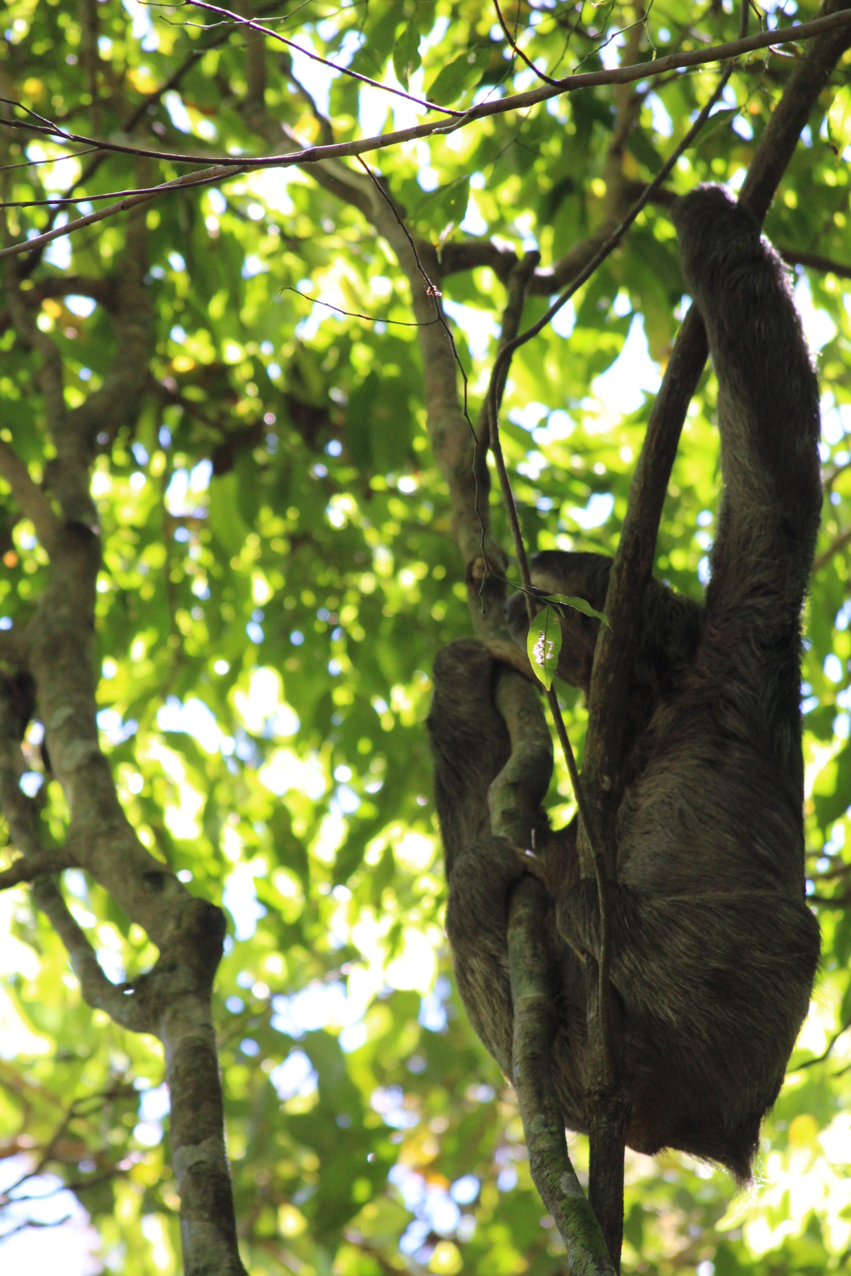 my-wildlife-adventure-in-manuel-antonio-how-to-see-sloths-monkeys-more