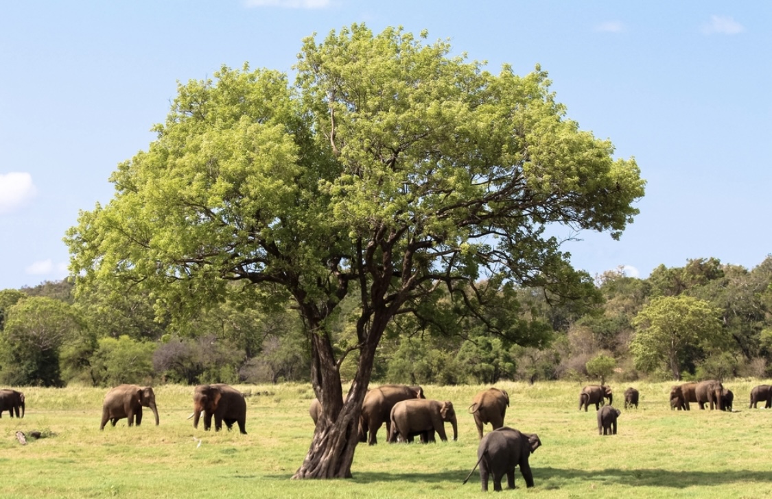 Sri-Lanka-In-14-Days