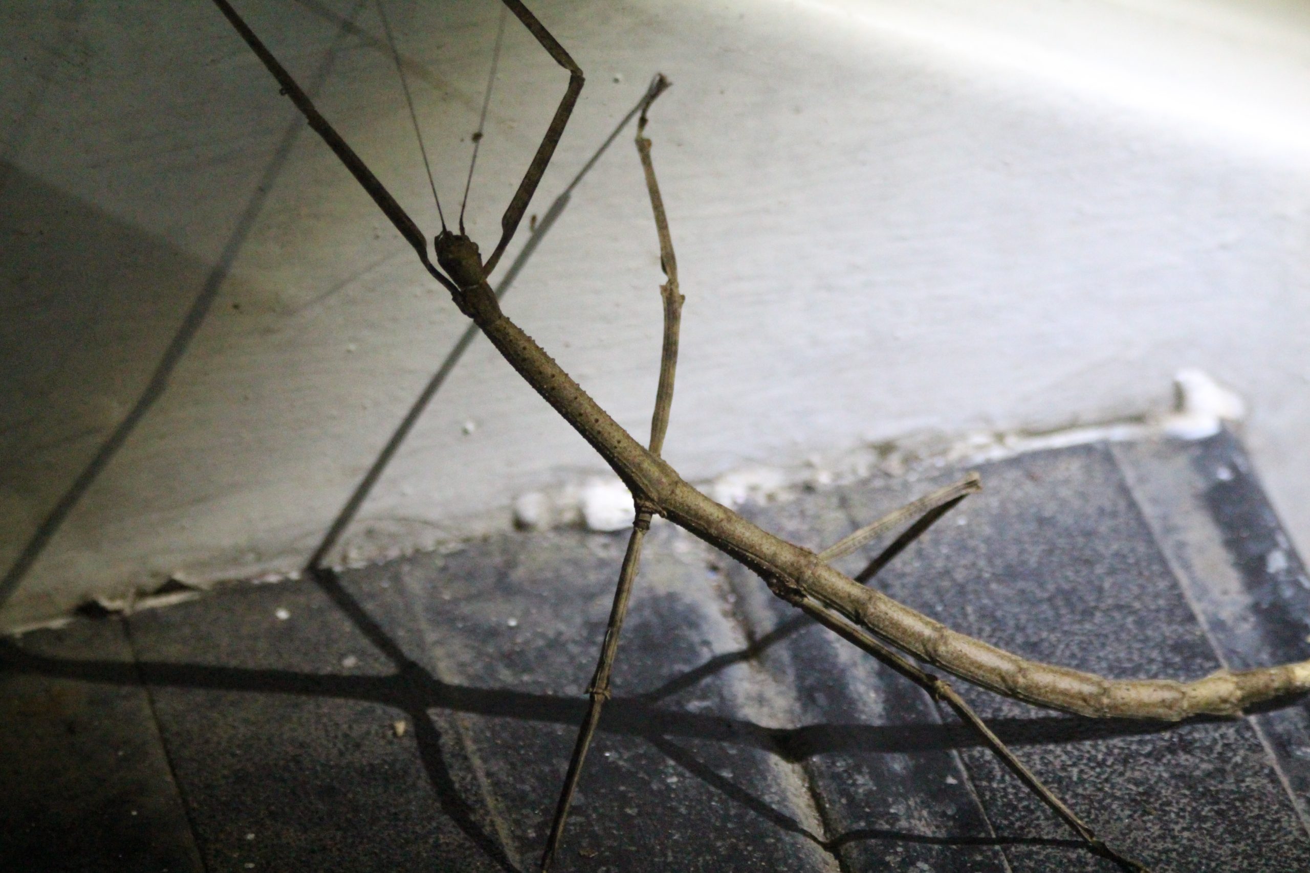 my-wildlife-adventure-in-manuel-antonio-how-to-see-sloths-monkeys-more