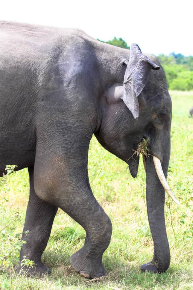 adult elephant seen on safari in wilpattu national park Sri lanka