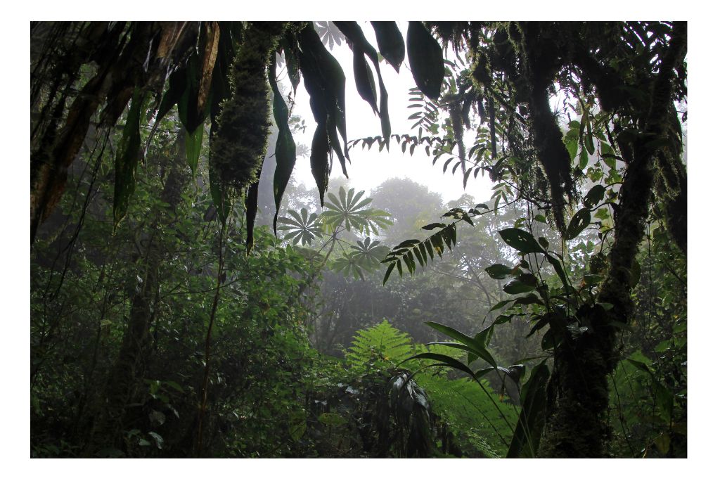 monteverde-cloud-forest-costa-rica-guide