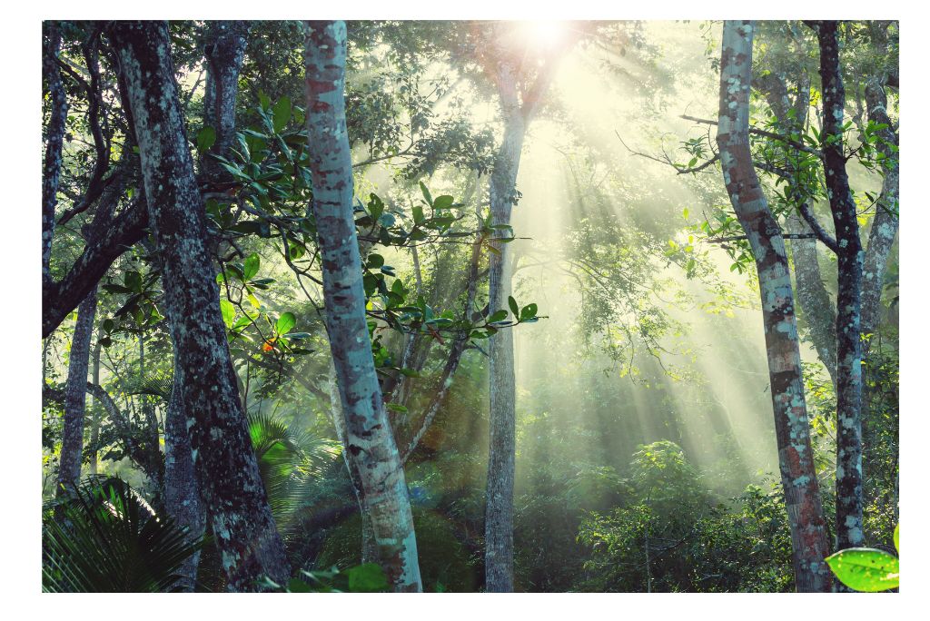 monteverde-cloud-forest-costa-rica-guide