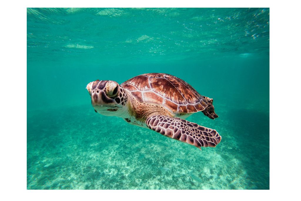 pigeon-island-trincomalee-guide