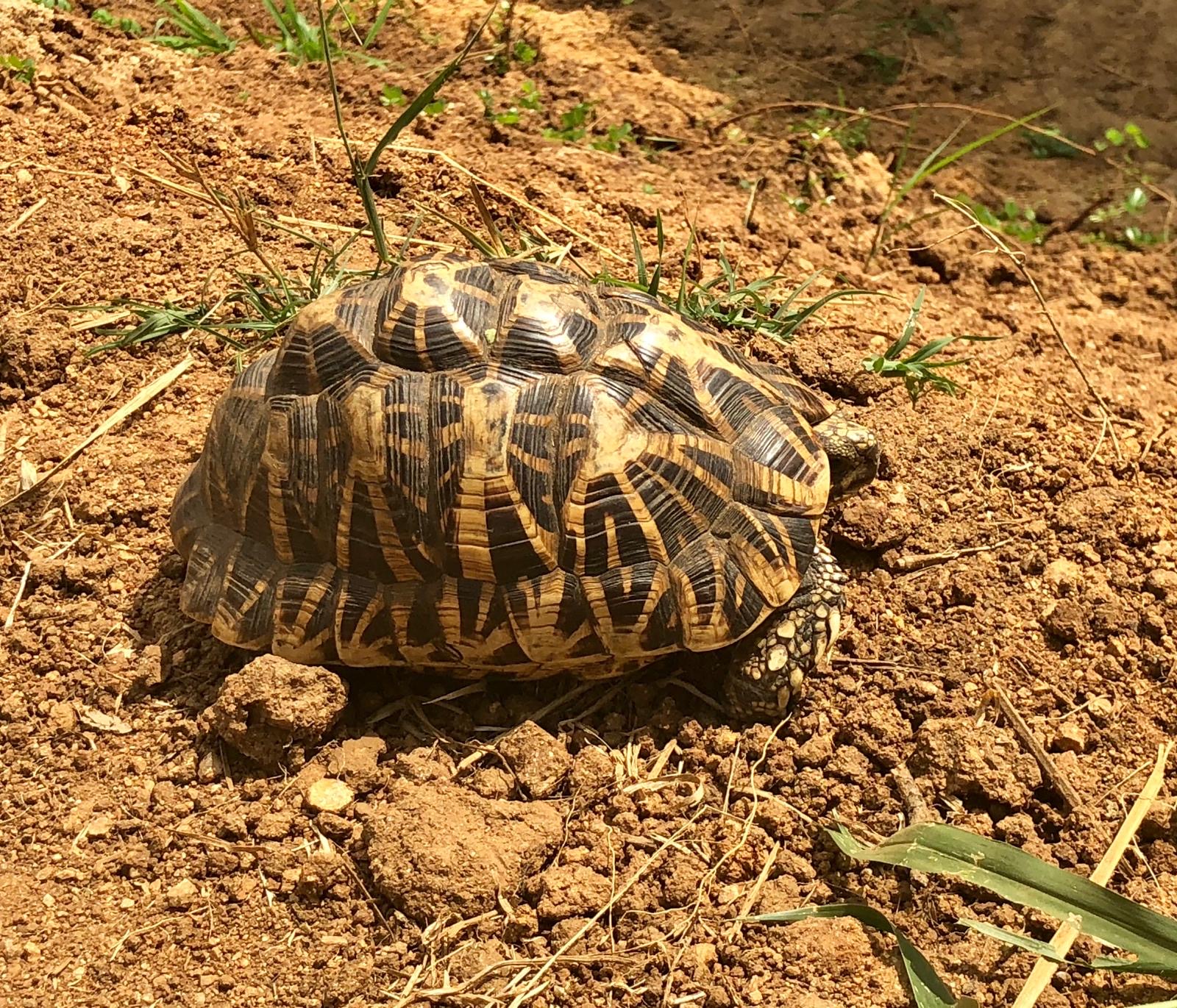 tortoise seen on safari in wilpattu national park Sri lanka
