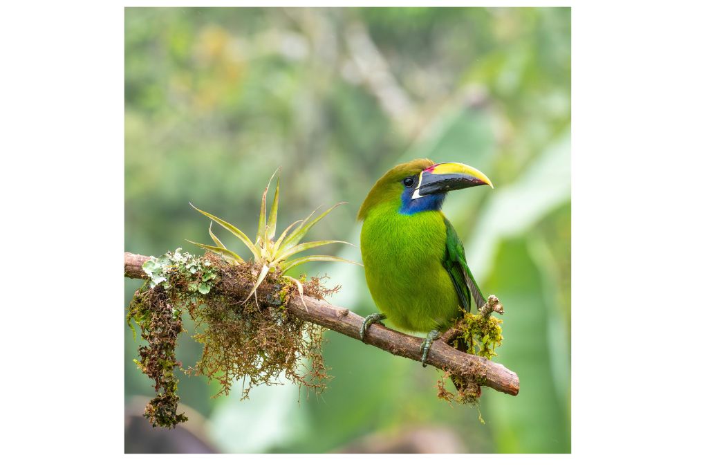 monteverde-cloud-forest-costa-rica-guide