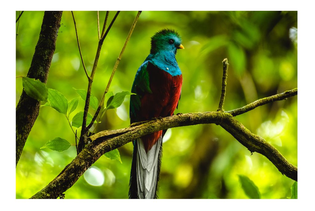 monteverde-cloud-forest-costa-rica-guide