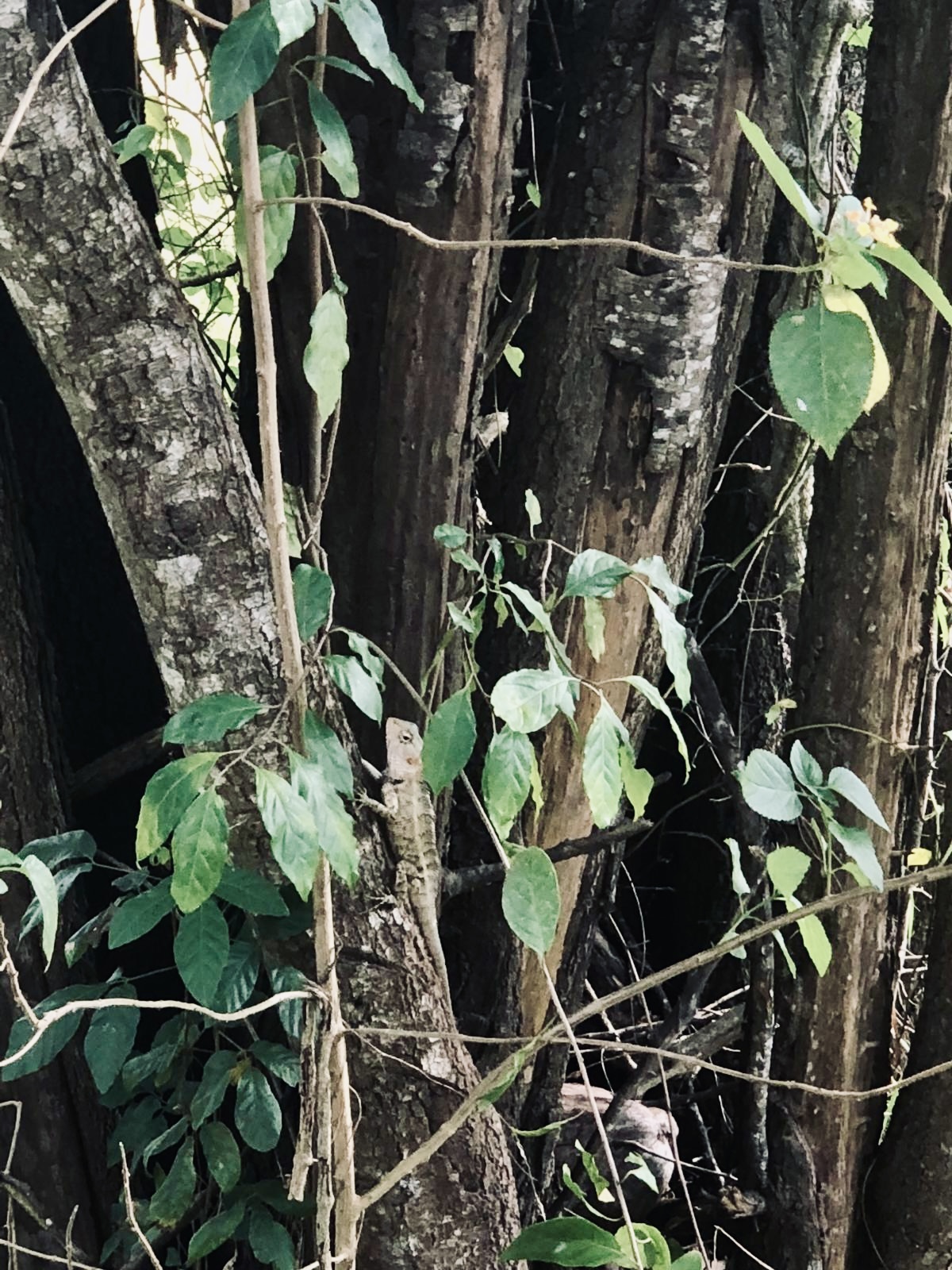 lizard hiding in tree on safari in wilpattu national park Sri lanka