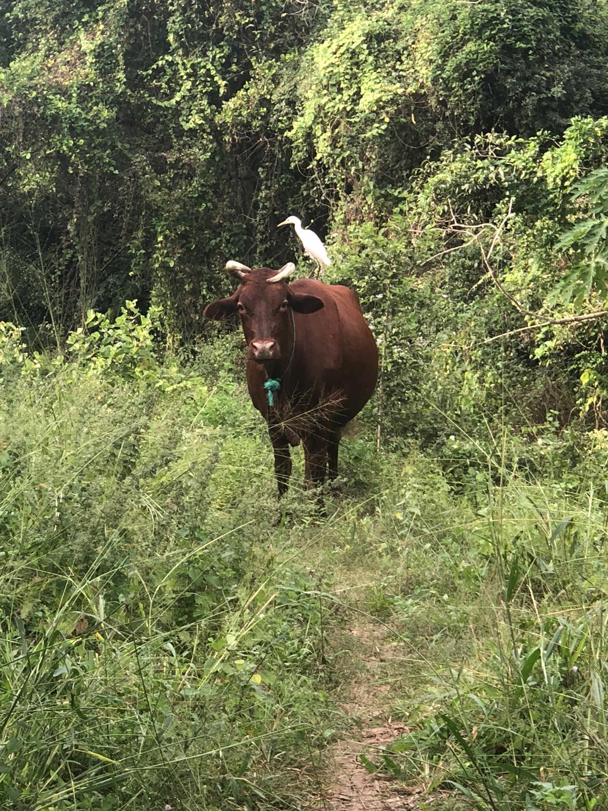 buffalo with bird on back seen on safari in wilpattu national park Sri lanka
