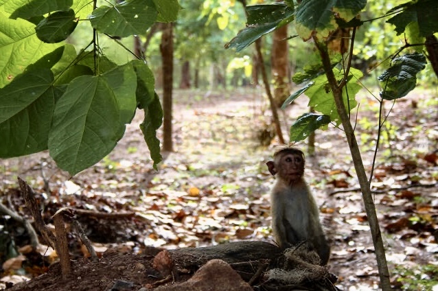 small monkey sitting on ground on safari in wilpattu national park
