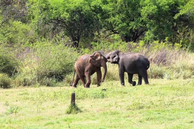 safari-wilpattu-national-park-sri-lanka