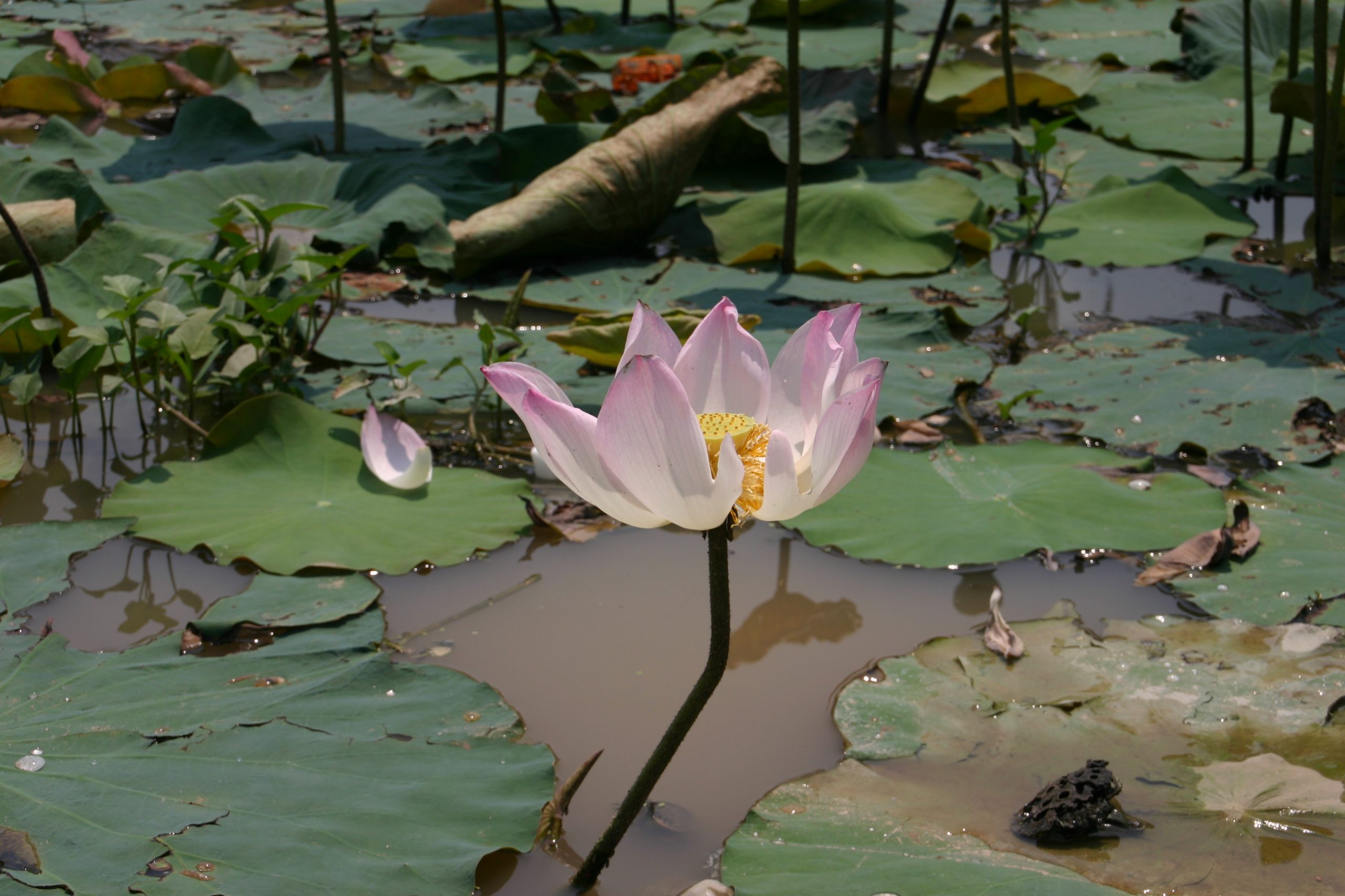 siem-reap-cambodia-worth-the-trip