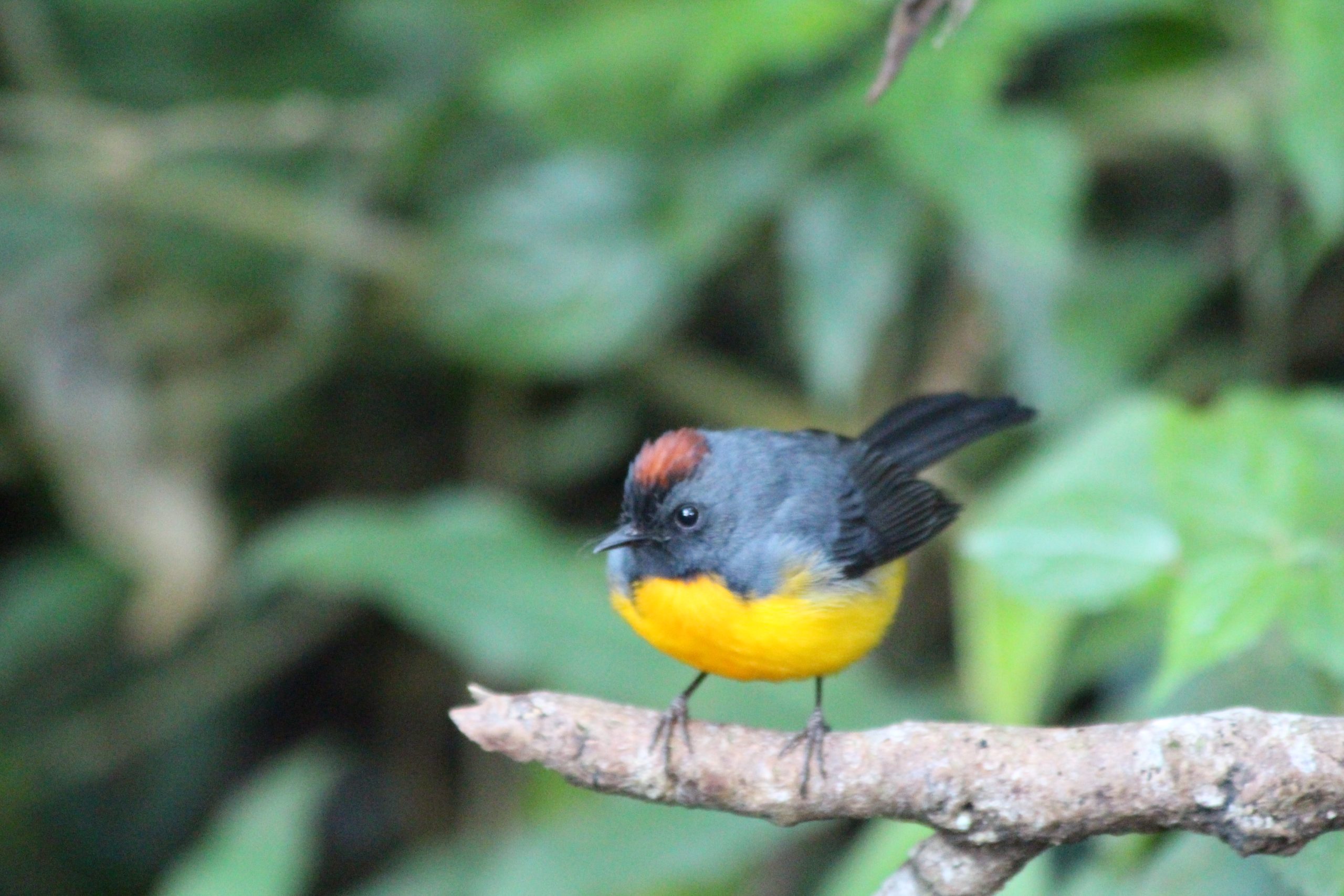monteverde-cloud-forest-costa-rica-guide