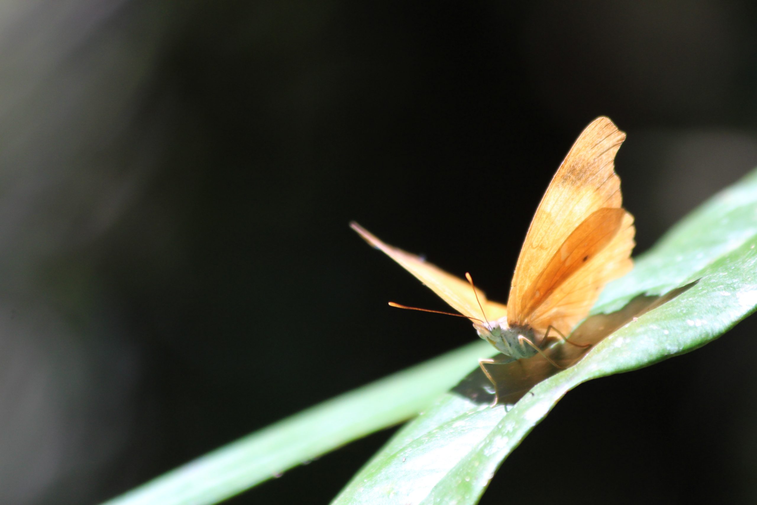 monteverde-cloud-forest-costa-rica-guide