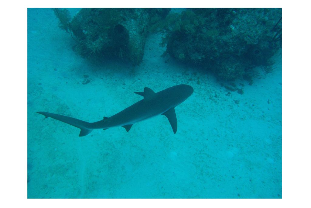 pigeon-island-trincomalee-guide