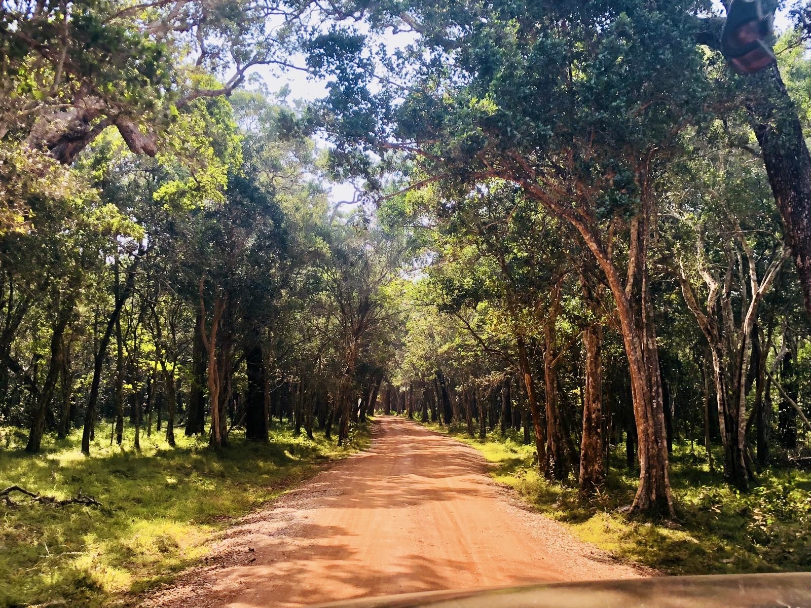 road leading to safari in wilpattu national park Sri lanka