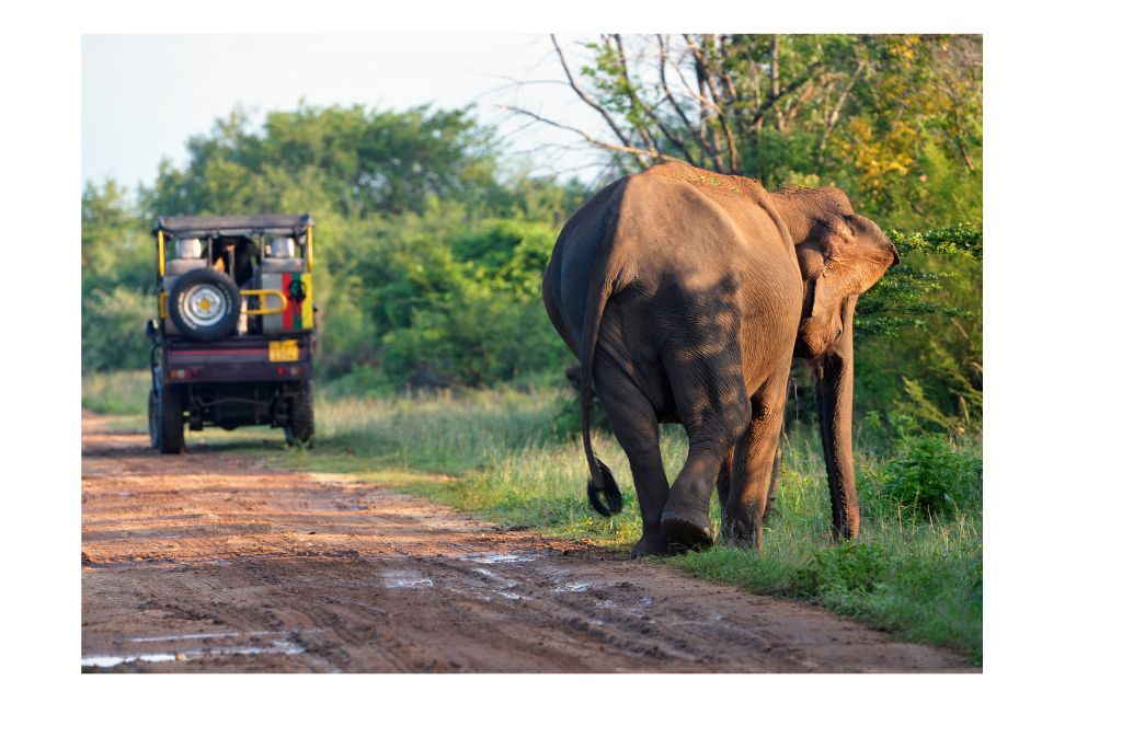 sri-lanka-safari