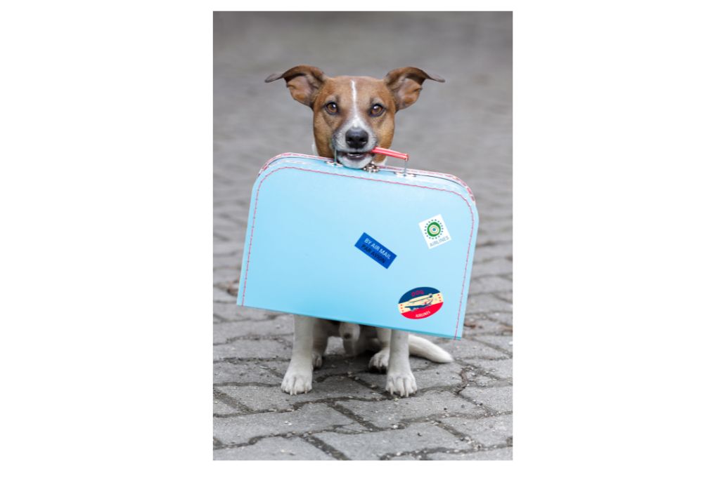 luxury-dog-hotels-spa-private-suites