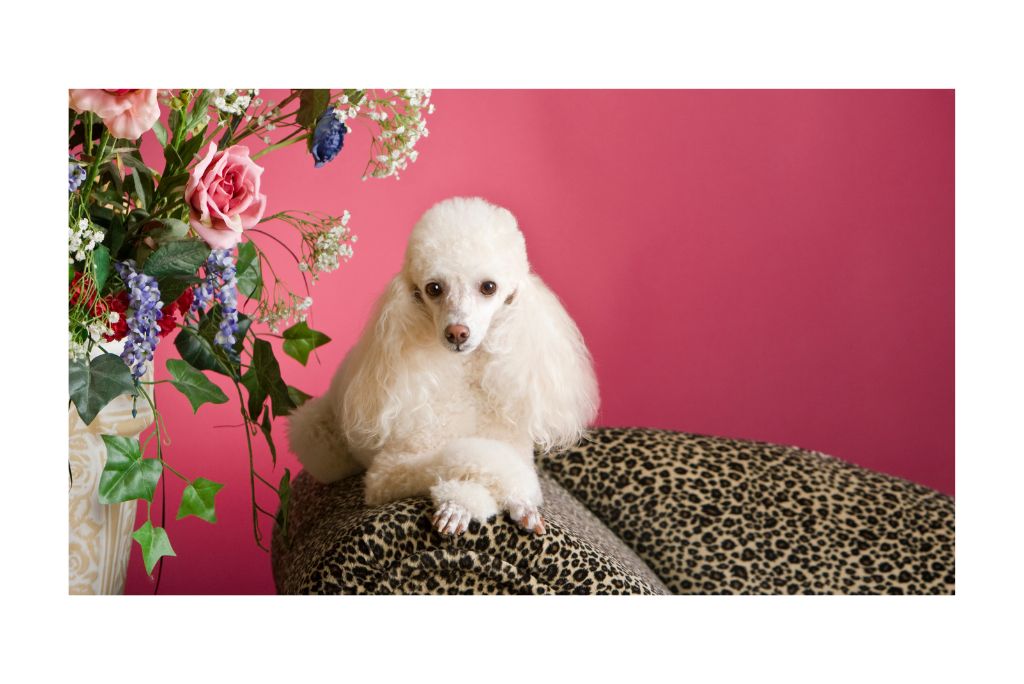luxury-dog-hotels-spa-private-suites