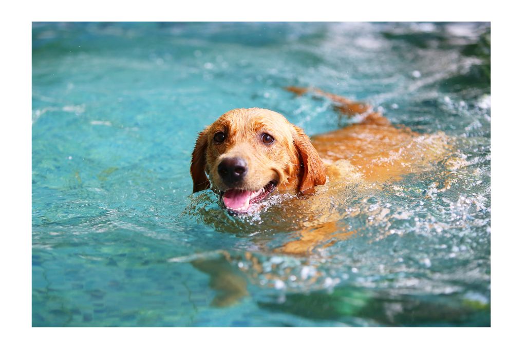 luxury-dog-hotels-spa-private-suites