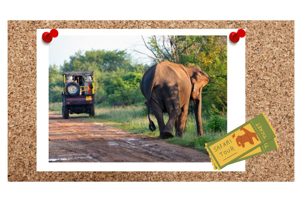 sri-lanka-safari