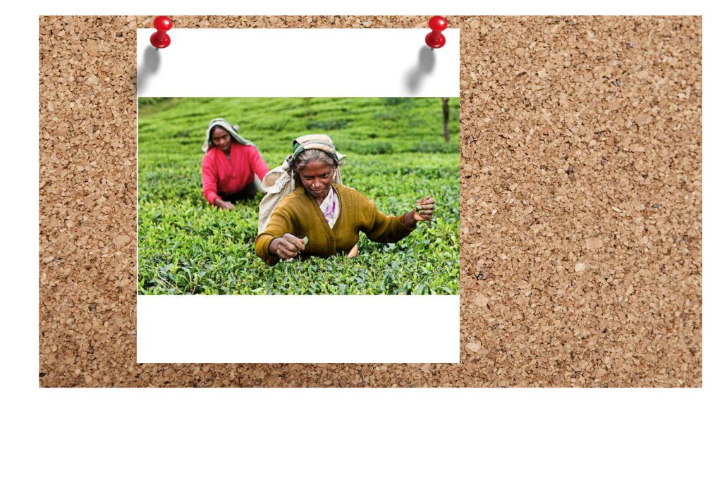 eco-lodges-in-sri-lanka