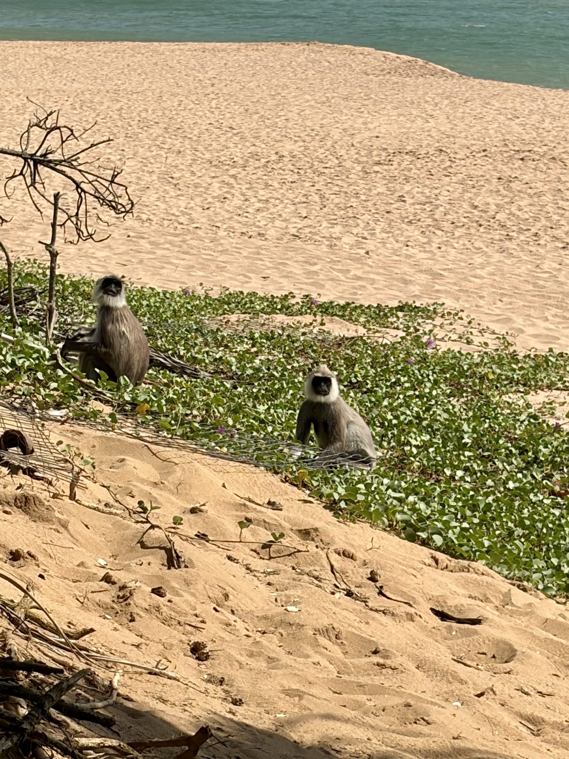 Two grey Langur monkeys sitting on empty Rekawa beach, Sri lanka eating fruit