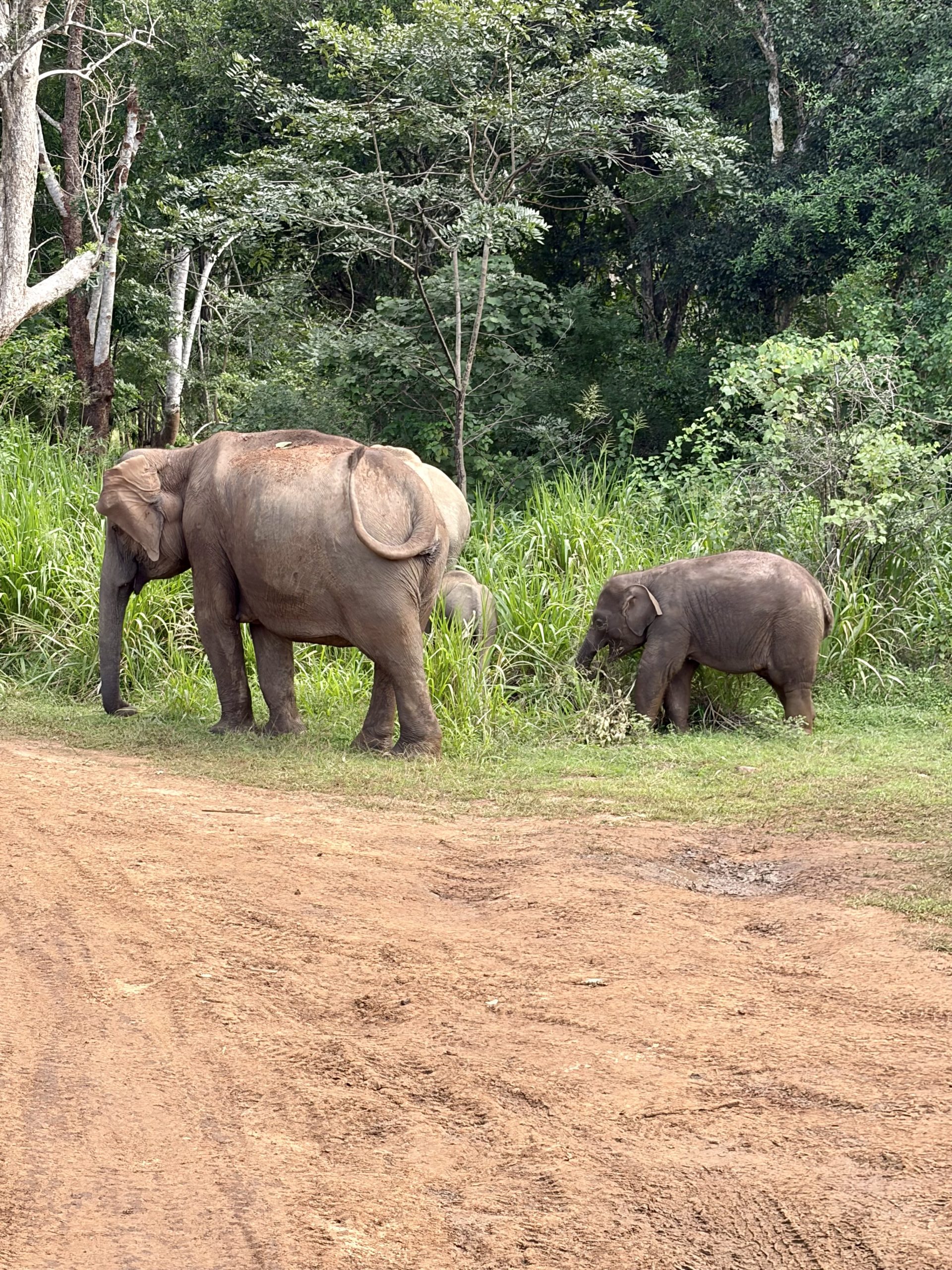 Elephants in Habarana, Sri Lanka