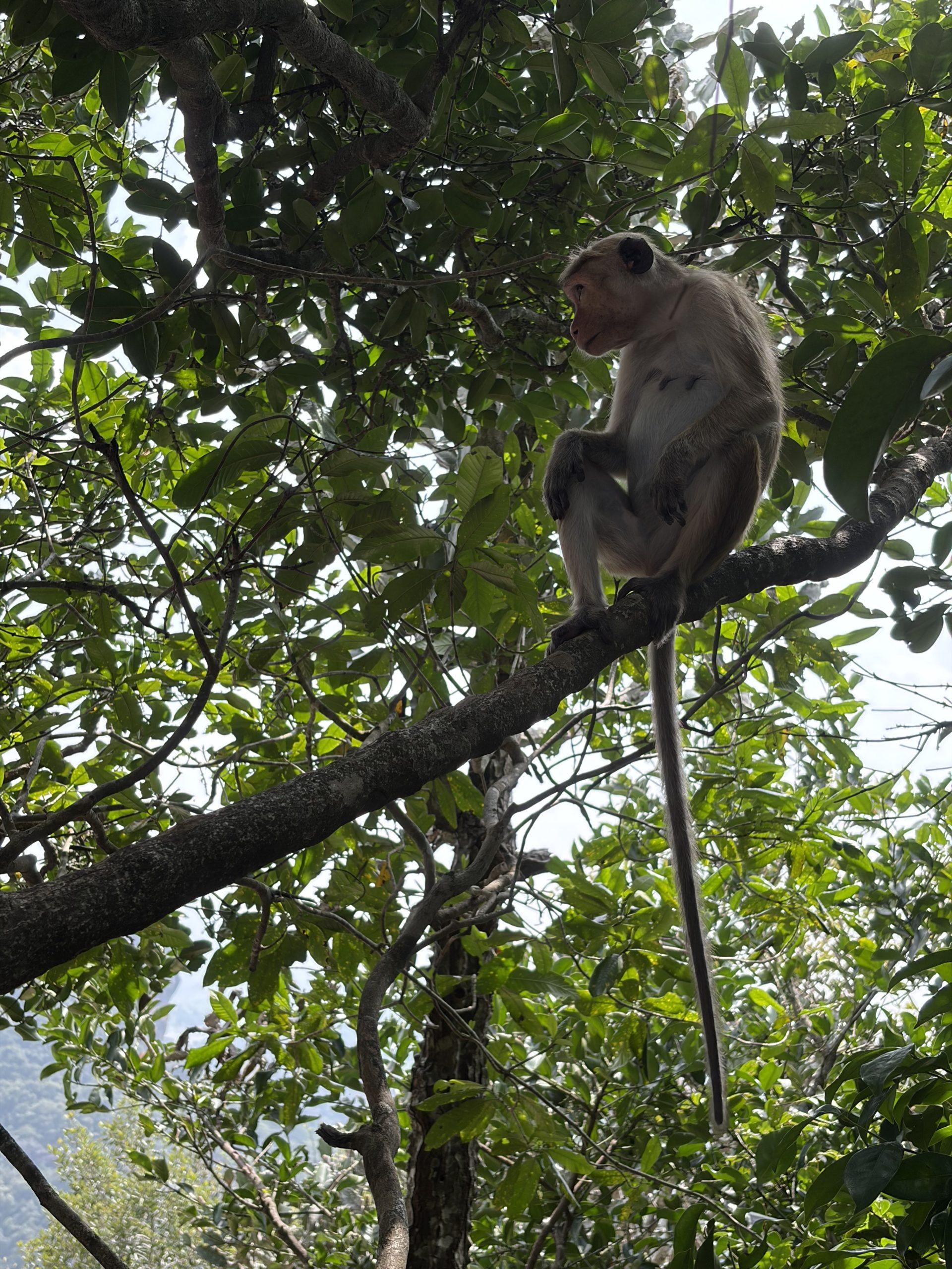 Monkey sat in tree on Pidurangala rock climb
