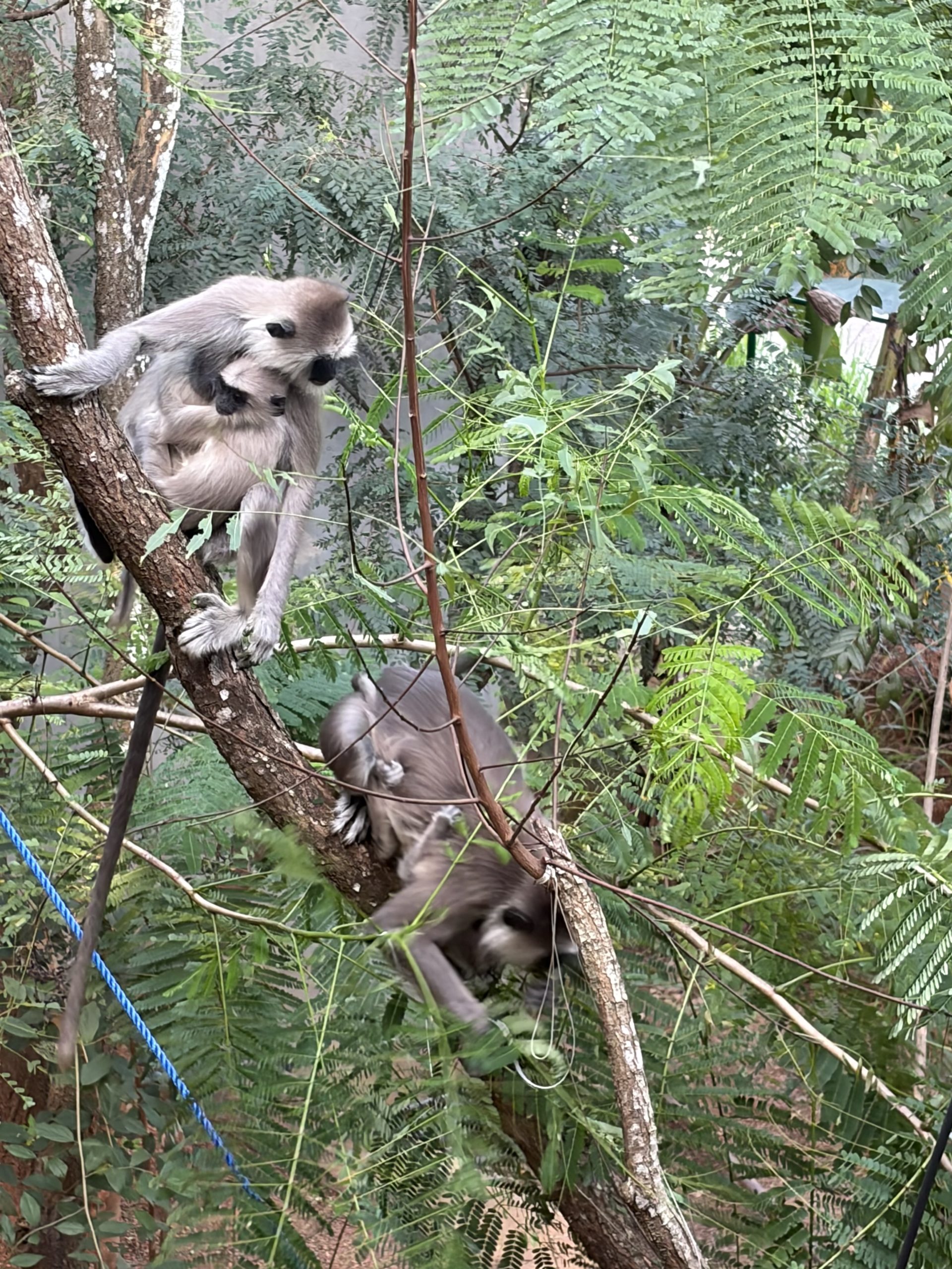 Purple faces grey Langur monkeys with babies climbing tree, Habarana, Sri Lanka