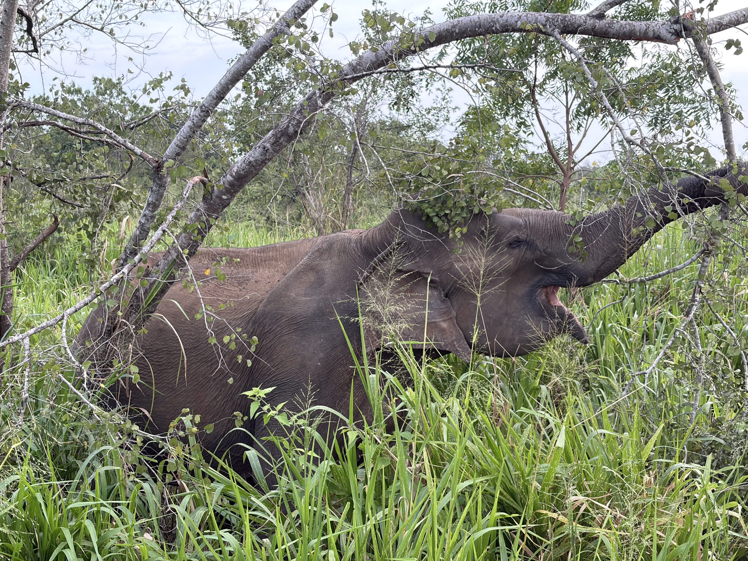 wild elephant grazing on twigs during safari, Habarana, Sri Lanka