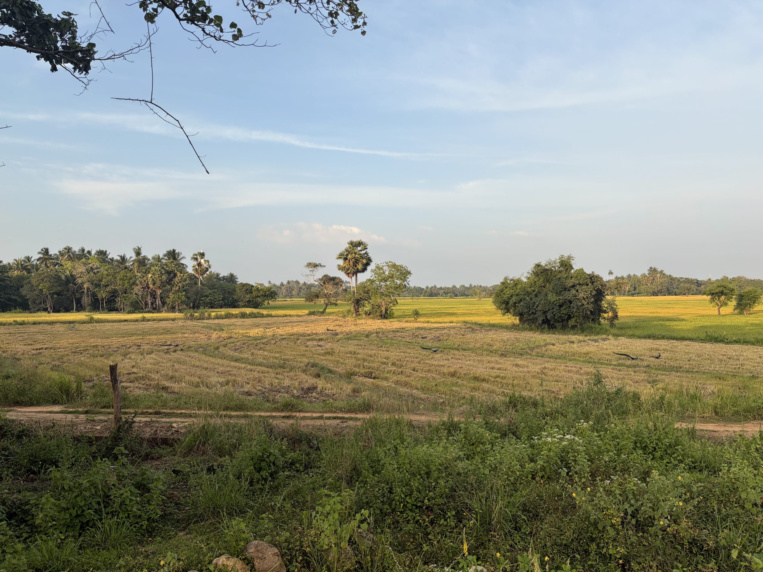 treehouse-hotels-sri-lanka-review-jungle-eco-stays